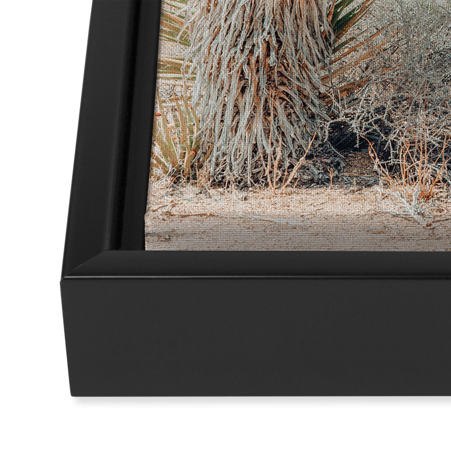 Joshua Tree Framed Canvas Print Gallery Image 3