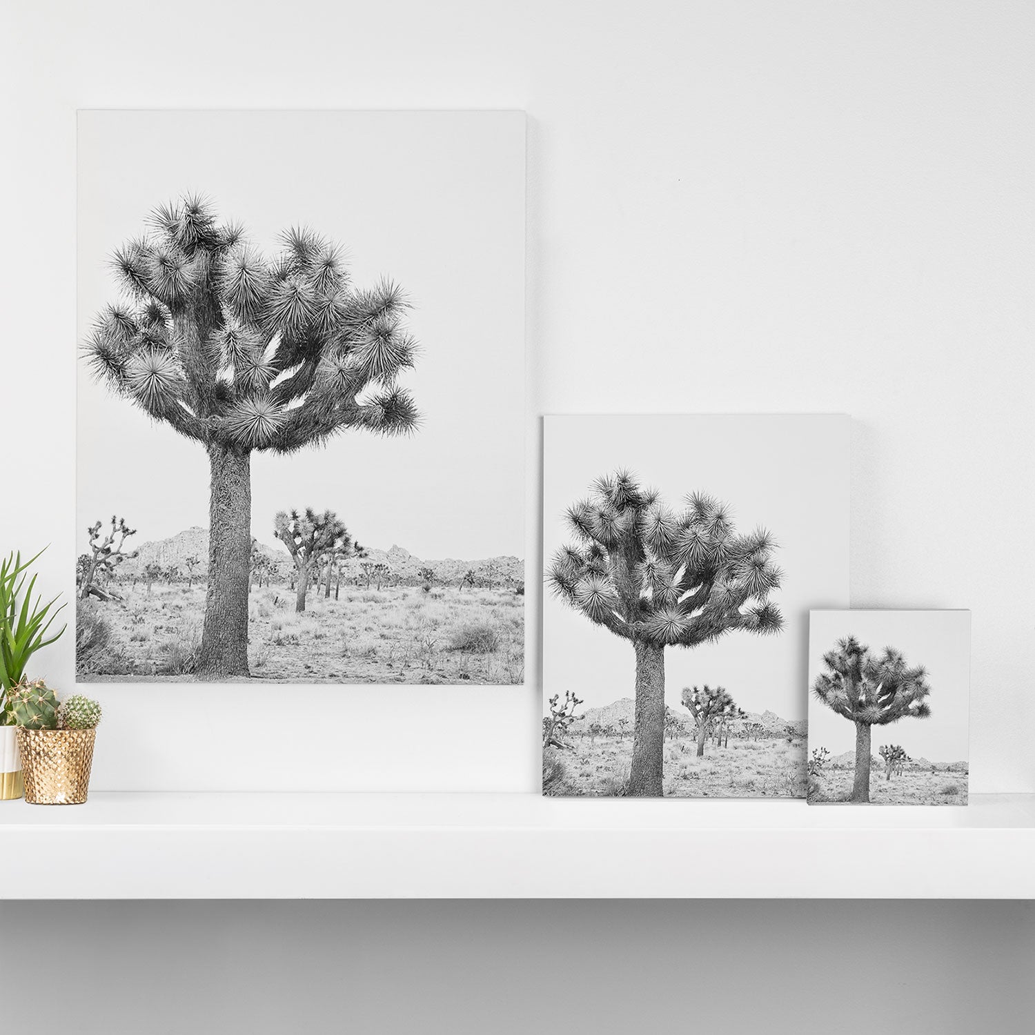 Joshua Tree Canvas Print Gallery Image 3