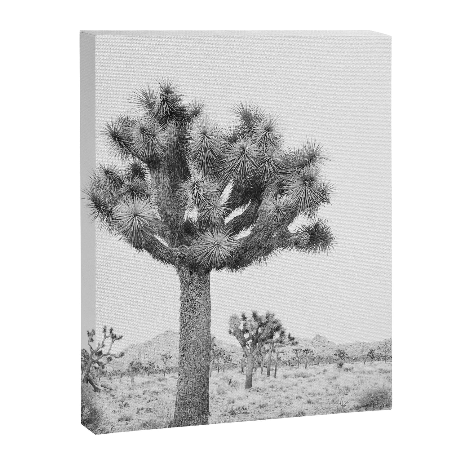 Joshua Tree Canvas Print Gallery Image 3