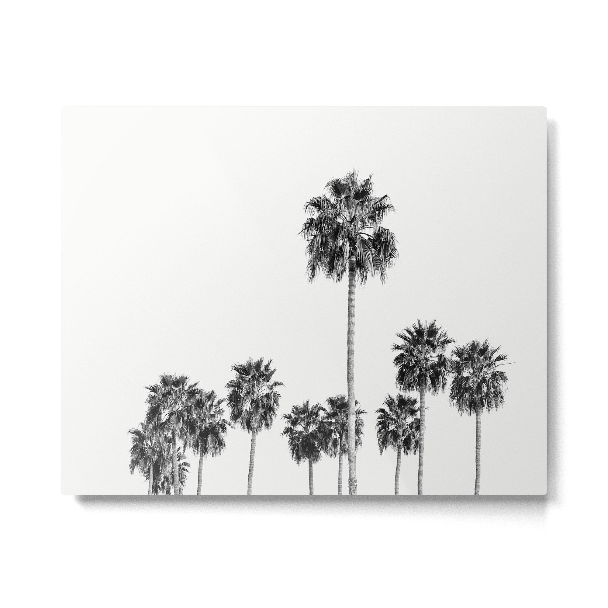 Los Angeles Palm Trees - Black and White Photography Metal Print Gallery Image 4