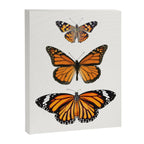 Monarch Butterflies III Canvas Print Gallery Image 6