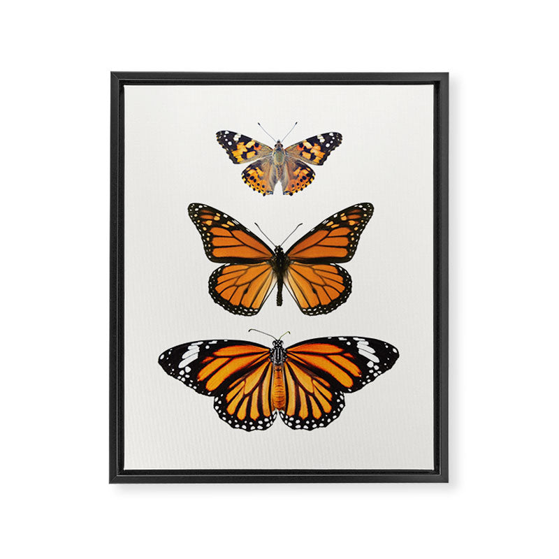 Monarch Butterflies III Framed Canvas Print Gallery Image 6