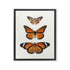 Monarch Butterflies III Framed Canvas Print Gallery Image 6