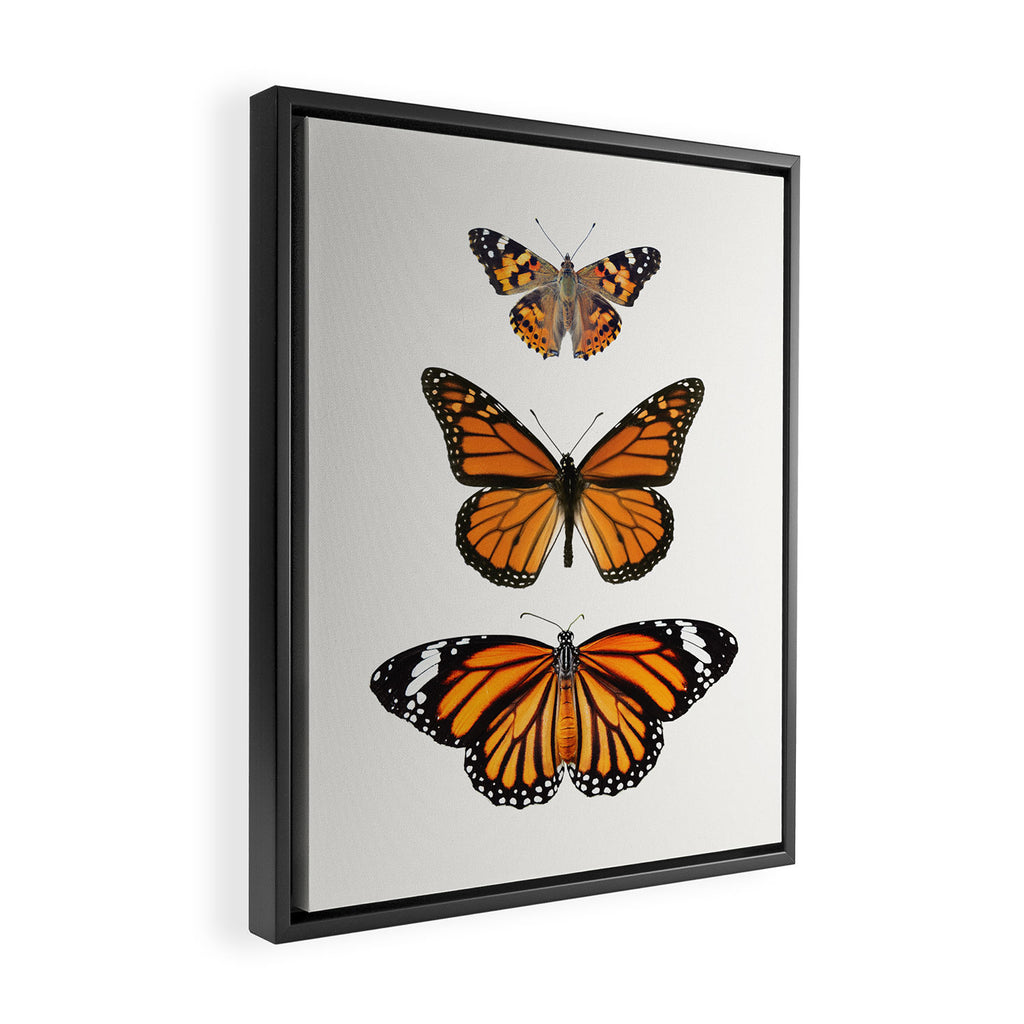 Monarch Butterflies III Framed Canvas Print Gallery Image 2