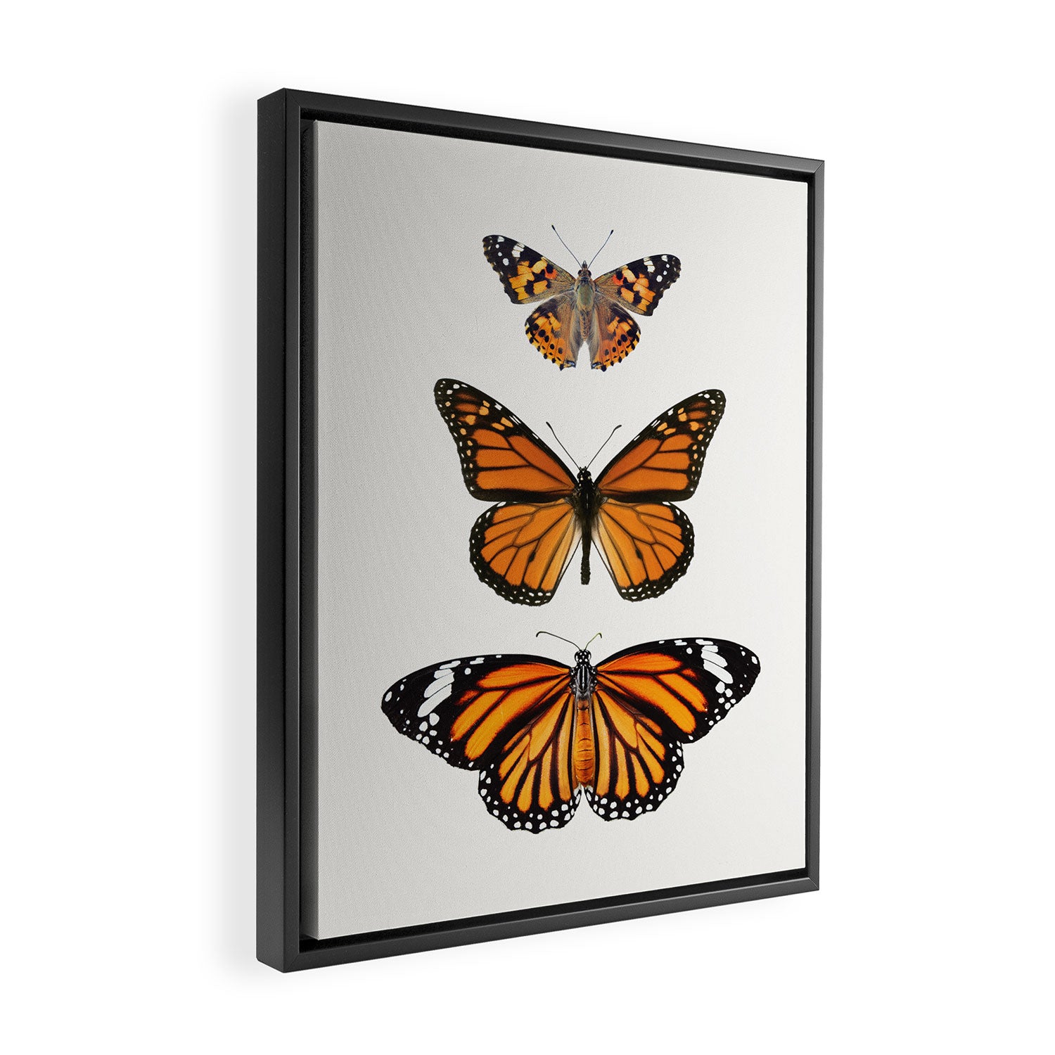 Monarch Butterflies III Framed Canvas Print Gallery Image 2