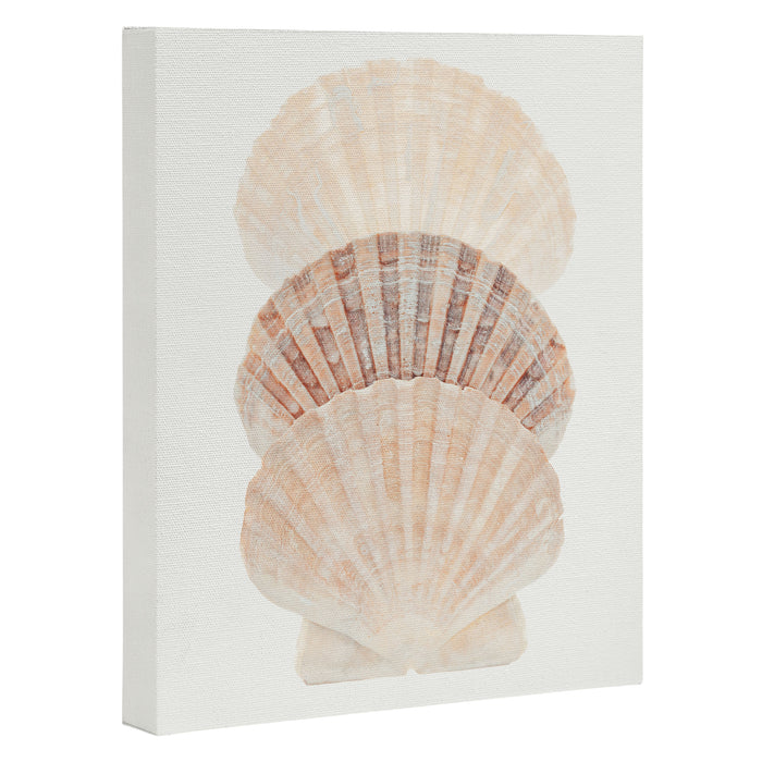 Beige Seashells Canvas Print Gallery Image 1