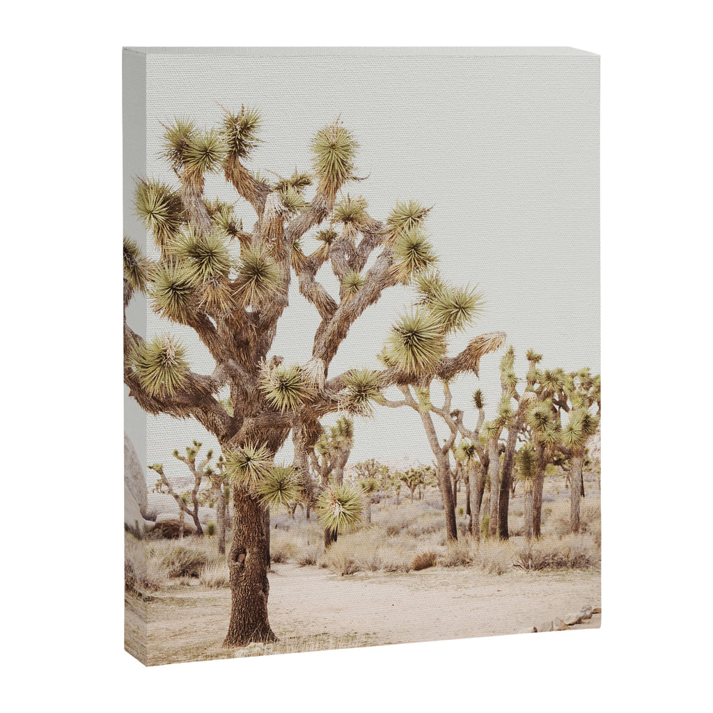 Pale Desert 2 - Joshua Tree Cactus Landscape Photography Canvas Print Gallery Image 6