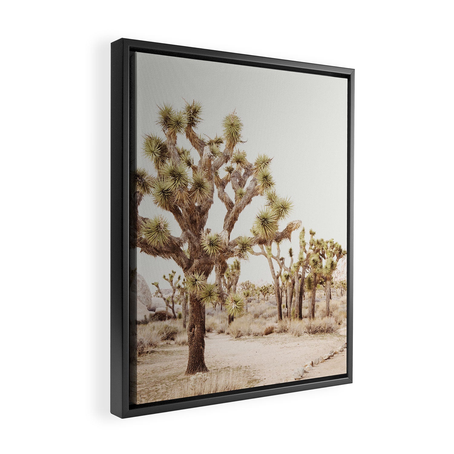 Pale Desert 2 - Joshua Tree Cactus Landscape Photography Framed Canvas Print Gallery Image 2