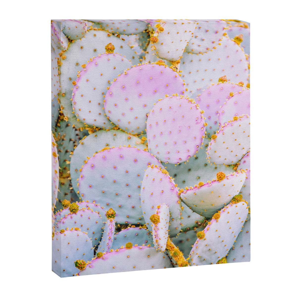 Prickly Pear Photography Pastel Cactus Canvas Print Gallery Image 6