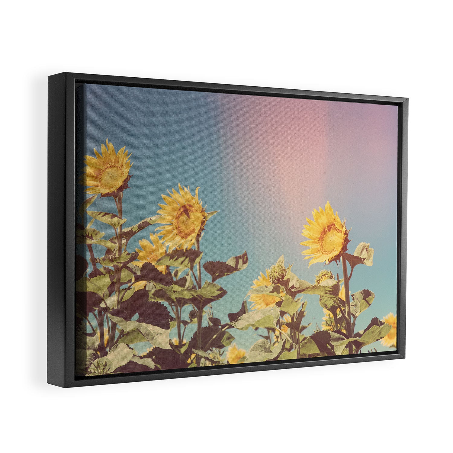 Retro Sunflowers - Nature Photography Framed Canvas Print Gallery Image 2