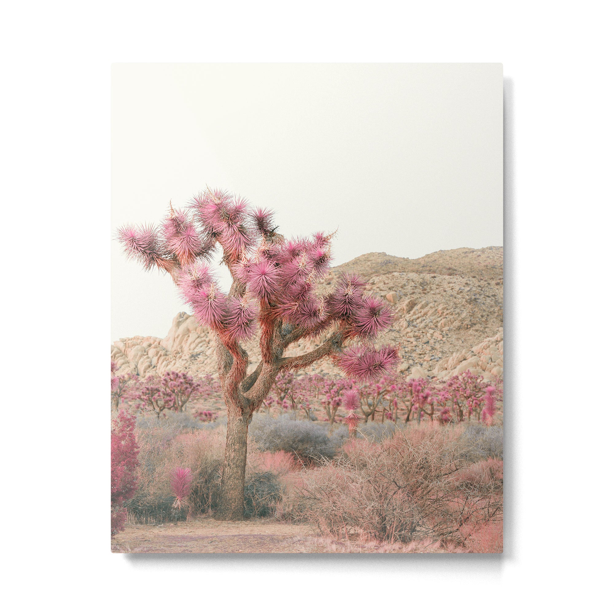 Surreal Desert #2 - Joshua Tree Nature Photography Metal Print Gallery Image 4