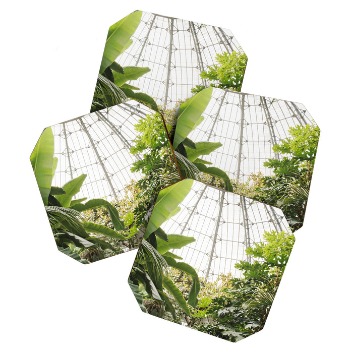 Tropical Greenhouse #1 Coaster Gallery Image 1