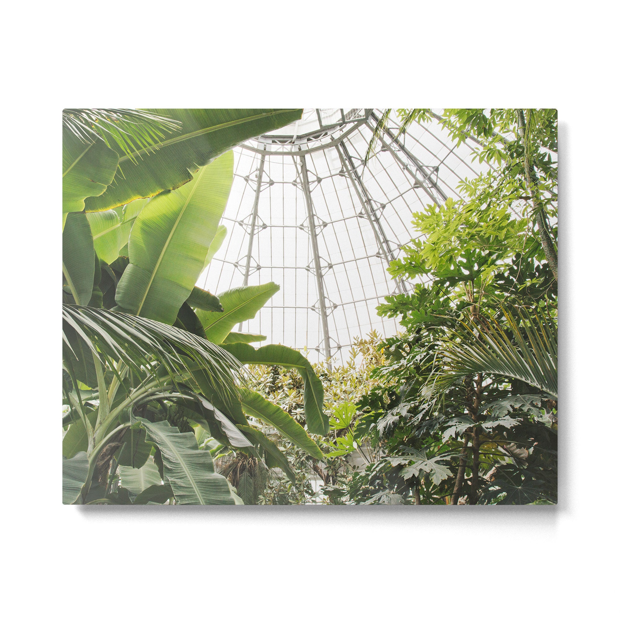 Tropical Greenhouse #1 Metal Print Gallery Image 4