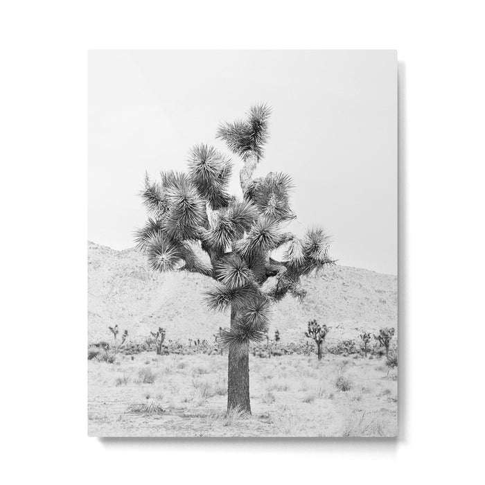 Twisted Joshua Tree - Black and White Photography Metal Print Gallery Image 1
