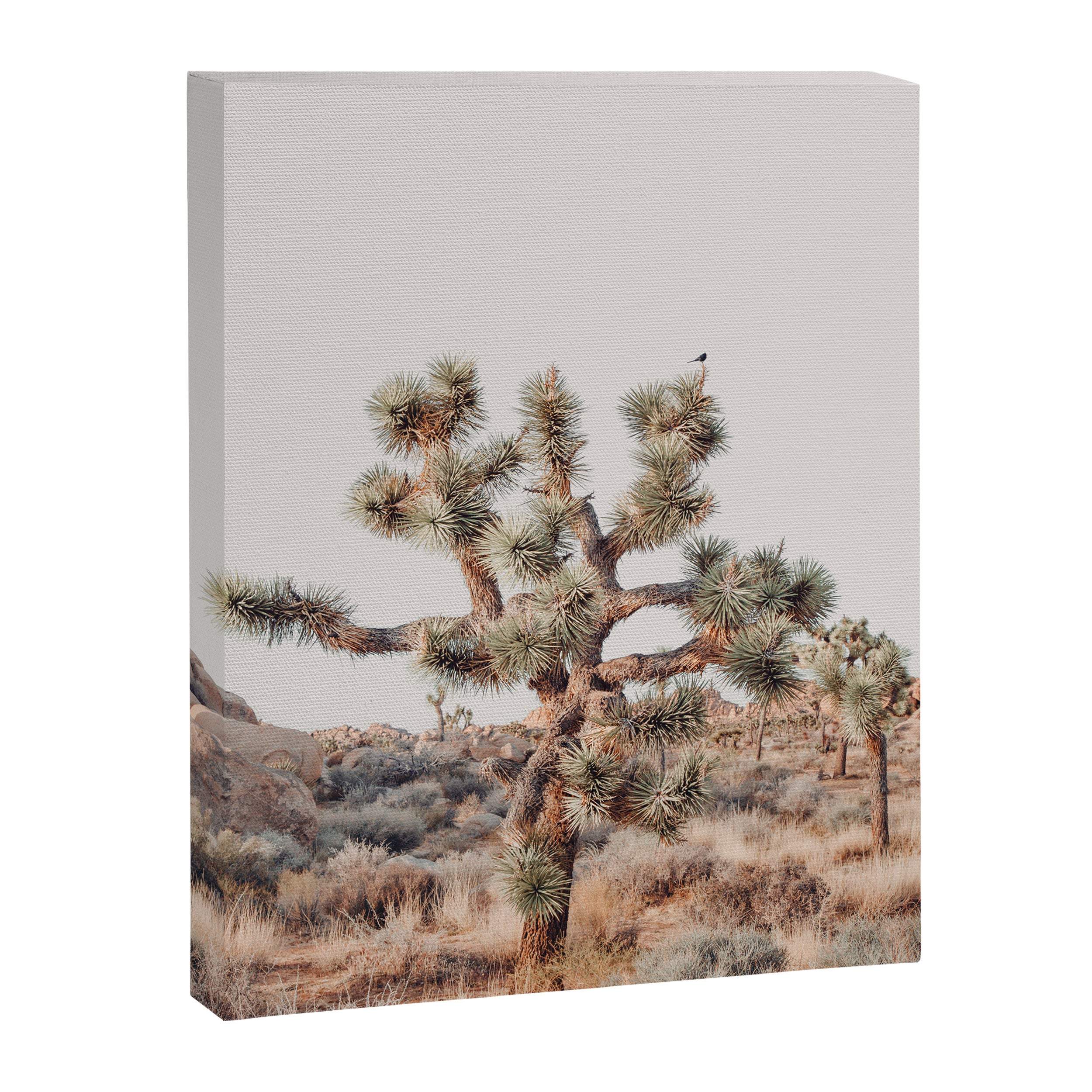 Twisted Joshua Tree, Desert Art Print, Landscape Photography Canvas Print Gallery Image 8