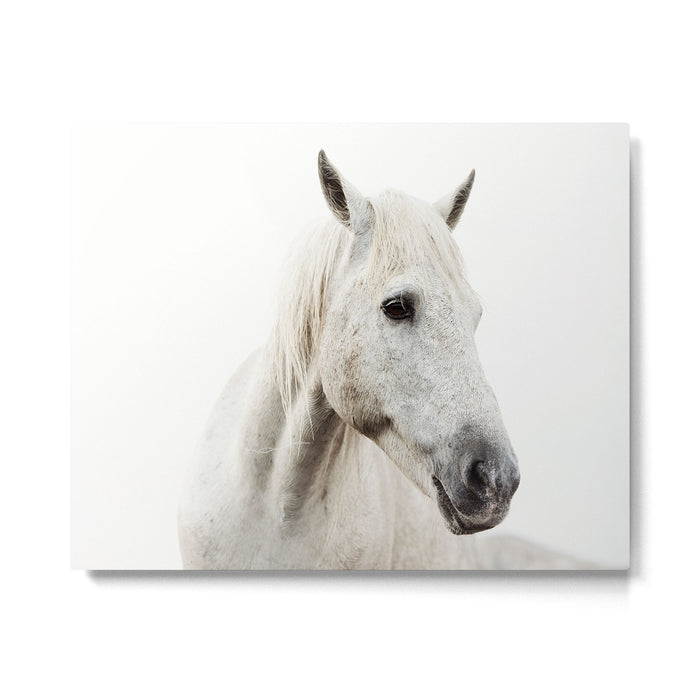 White Horse | Animal Art Print | Nature Photography Metal Print Gallery Image 1