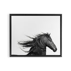 Wild Horse, Black and White Photography Framed Canvas Print Gallery Image 6