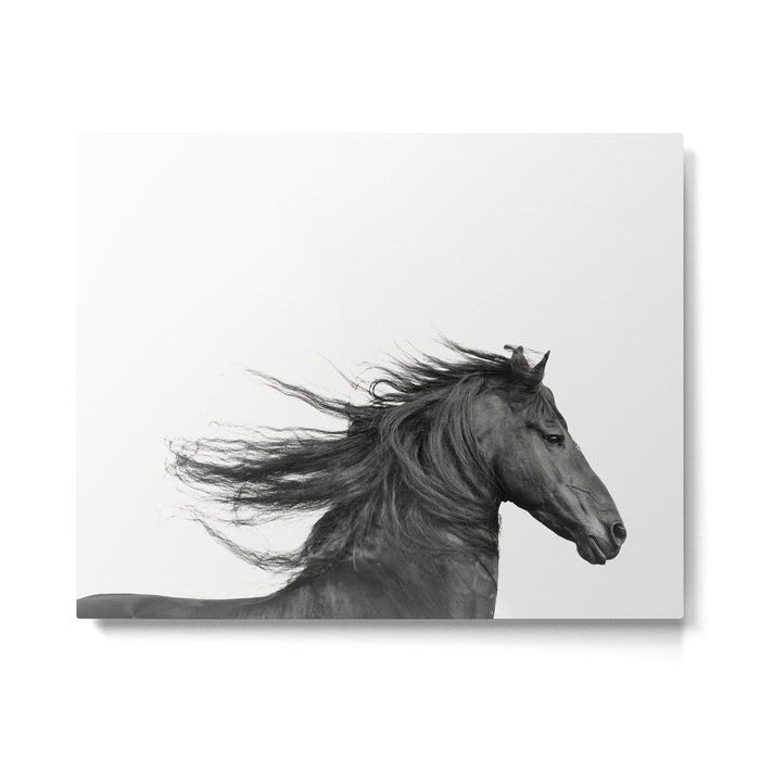 Wild Horse, Black and White Photography Metal Print Gallery Image 1