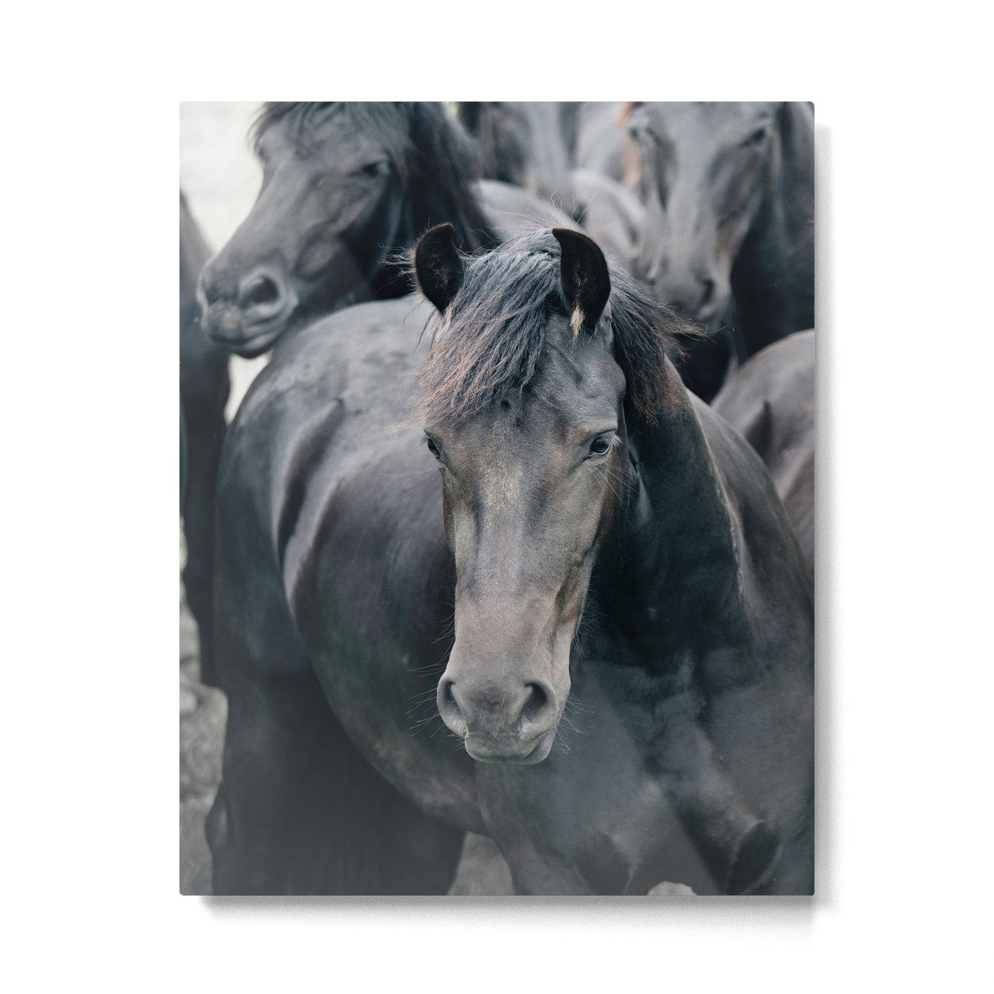 Your Wild Horses - Nature Photography Metal Print Gallery Image 4