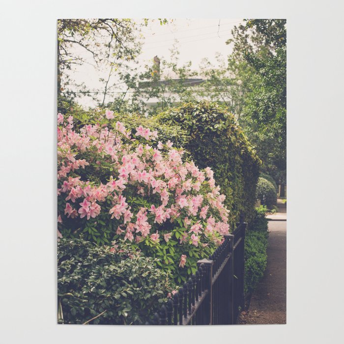 Springtime in New Orleans x New Orleans Photography Poster Gallery Image 4