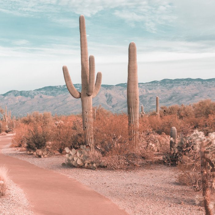 Saguaro National Park Arizona Coffee Mug Gallery Image 2