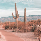 Saguaro National Park Arizona Coffee Mug Gallery Image 2