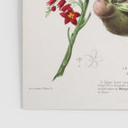 Art from "Flore dâAmÃ©rique" by Ãtienne Denisse, 1840s Poster Gallery Image 3