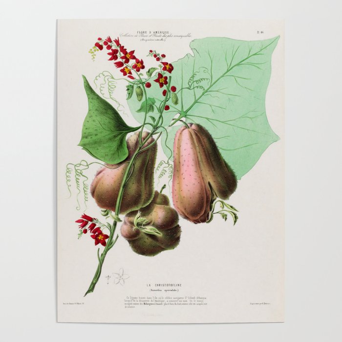 Art from "Flore dâAmÃ©rique" by Ãtienne Denisse, 1840s Poster Gallery Image 4