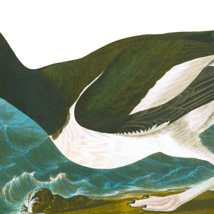 Pied oyster-catcher Bird Coffee Mug Gallery Image 2