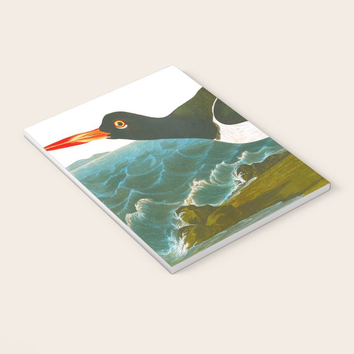 Pied oyster-catcher Bird Notebook Gallery Image 3