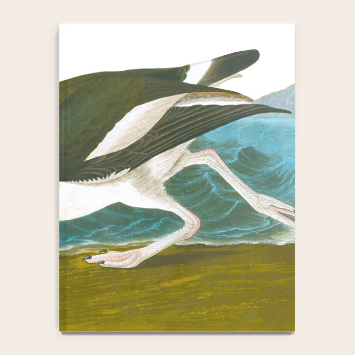 Pied oyster-catcher Bird Notebook Gallery Image 4