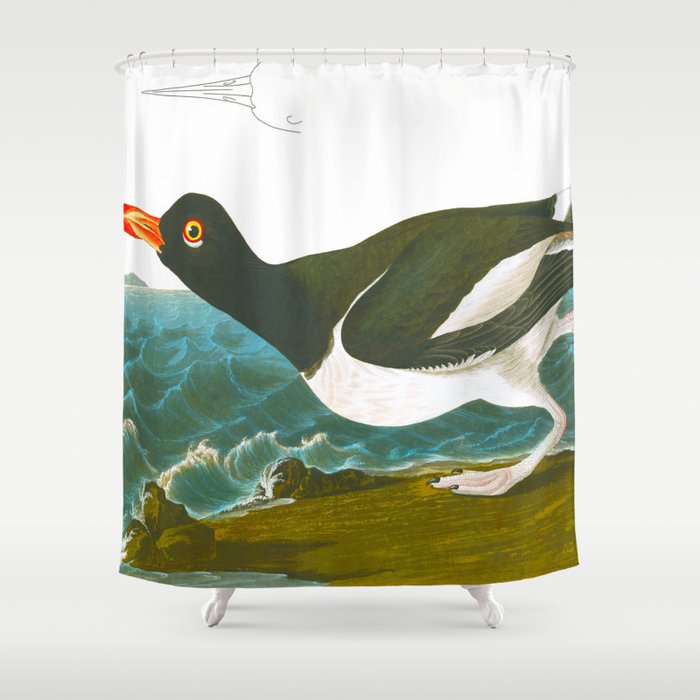 Pied oyster-catcher Bird Shower Curtain Gallery Image 1