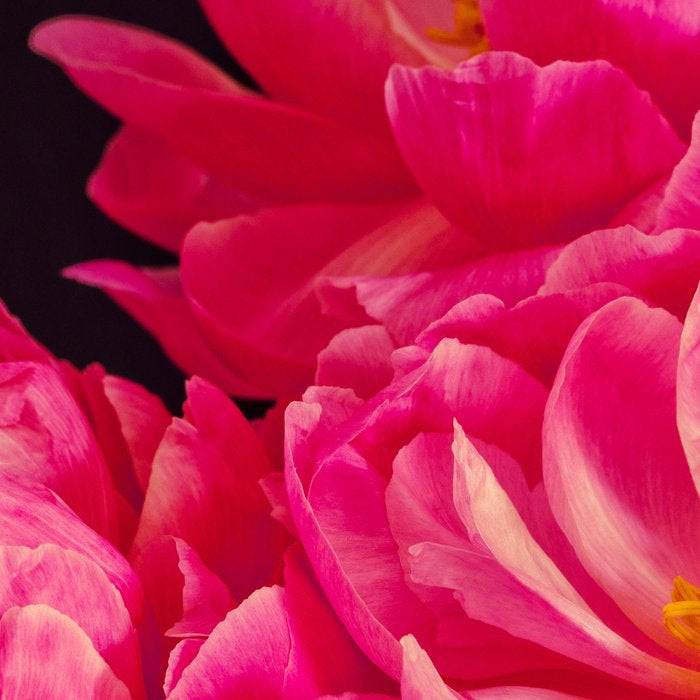 Hot Pink Peonies Coffee Mug Gallery Image 2
