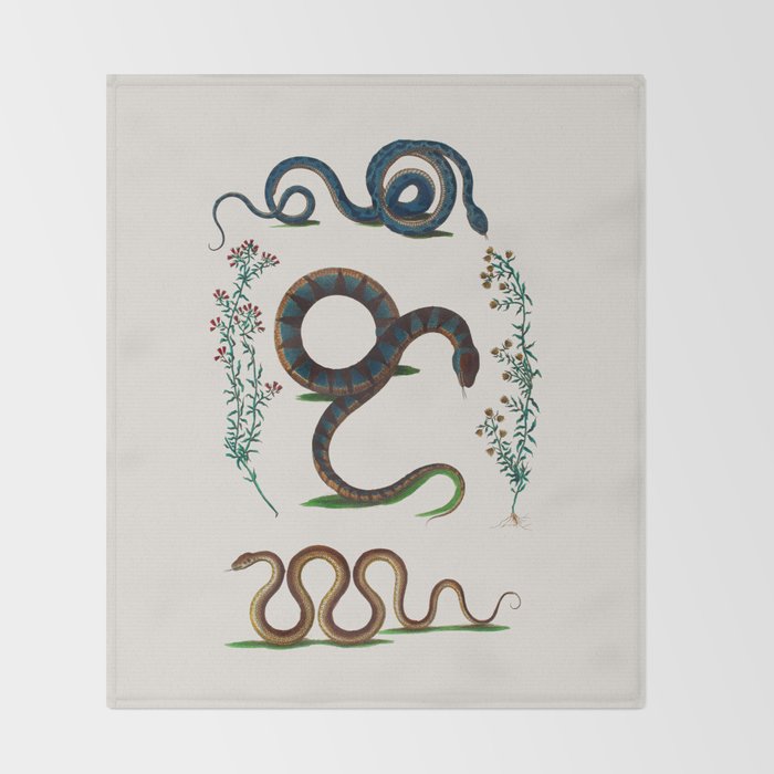 Albertus Seba Three Snakes And Floral Vines  Throw Blanket Gallery Image 2