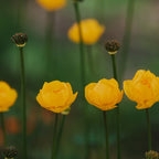 Flower Rhythm - Landscape and Nature Photography Coffee Mug Gallery Image 2