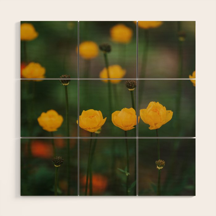 Flower Rhythm - Landscape and Nature Photography Wood Wall Art Gallery Image 1