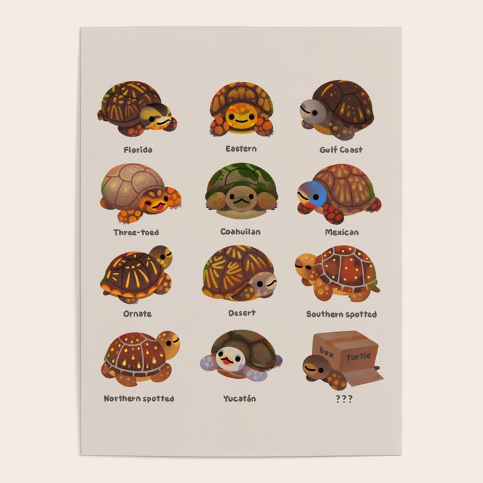 Box turtle Poster Gallery Image 1