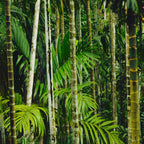 Tropical Bamboo Palm Forest Coffee Mug Gallery Image 2