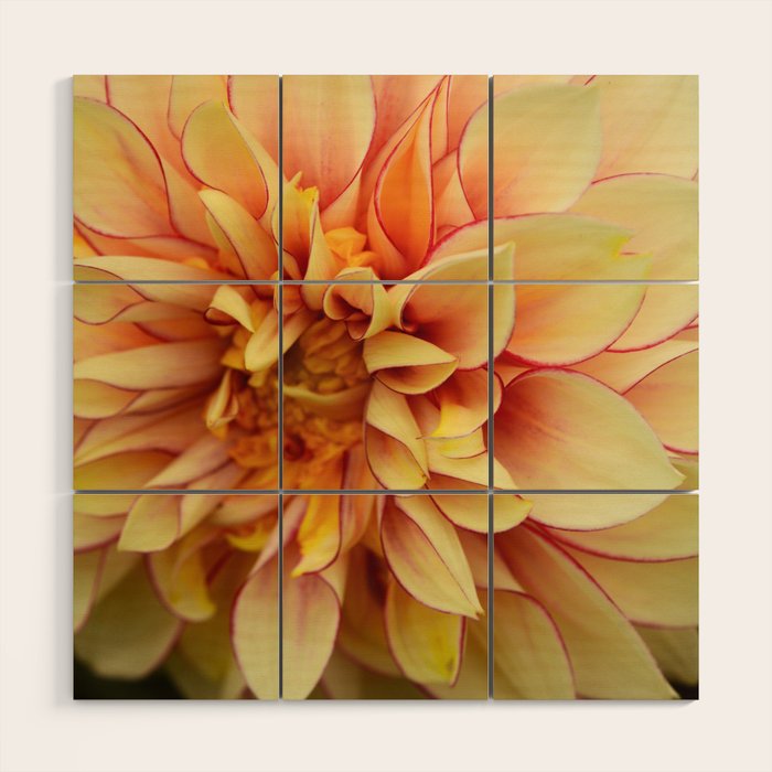 Sanguine - Happy Flower photograph - Modern Dahlia Botanical Art - Floral Wood Wall Art Gallery Image 1