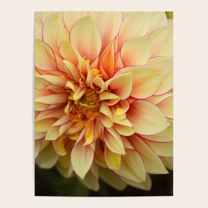 Sanguine - Happy Flower photograph - Modern Dahlia Botanical Art - Floral Poster Gallery Image 4