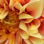 Sanguine - Happy Flower photograph - Modern Dahlia Botanical Art - Floral Coffee Mug Gallery Image 2