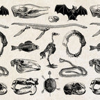 Animal Bones Coffee Mug Gallery Image 2
