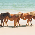 Summer Beach Horses Coffee Mug Gallery Image 2