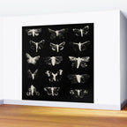 moths Wall Mural Gallery Image 2