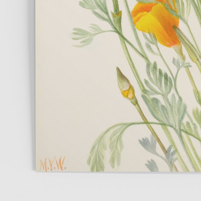 Mexican Poppy Vintage Botanical Print Poster Gallery Image 3