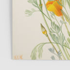 Mexican Poppy Vintage Botanical Print Poster Gallery Image 3