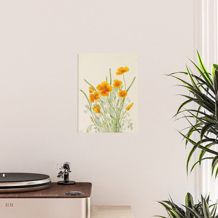 Mexican Poppy Vintage Botanical Print Poster Gallery Image 2