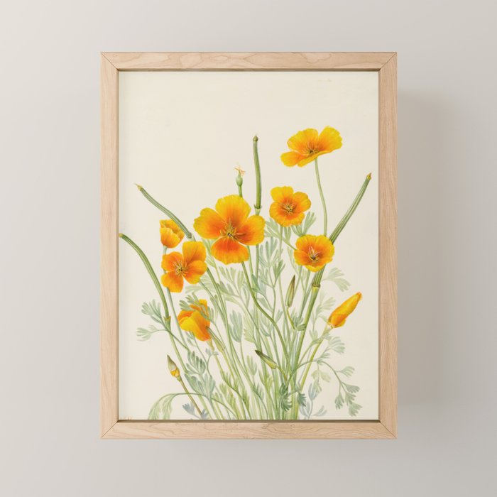 Mexican Poppy Vintage Botanical Print Mini Art Print Gallery Image 1