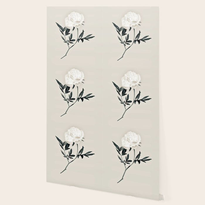 White Rose  Wallpaper Gallery Image 2