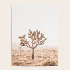 Yucca Poster Gallery Image 4